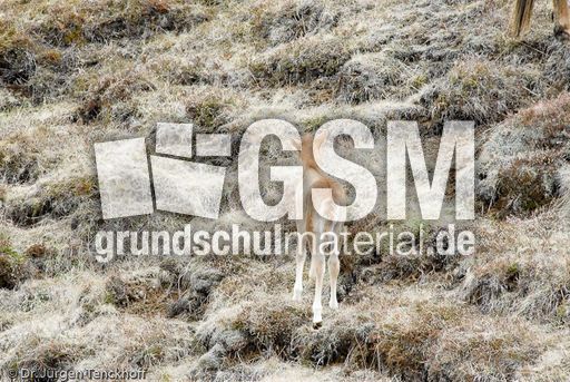 Islandpferde (30 von 50).jpg